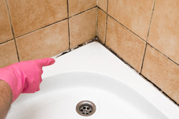 Mold Testing and Removal in University Park, NM