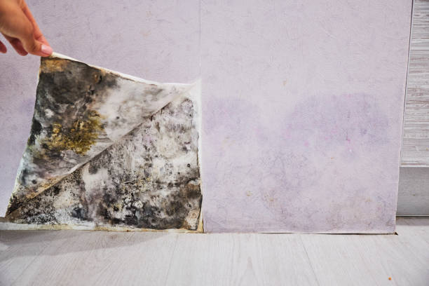 Best Residential Mold Removal  in University Park, NM